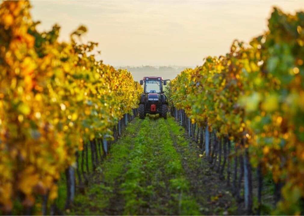 Environmental threats continue to harm wine regions